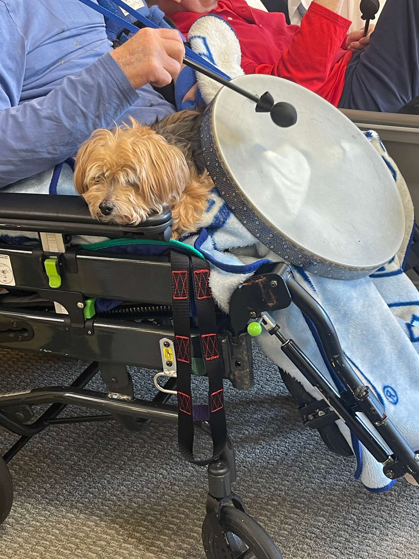A small dog resting beside a resident playing an ocean drum